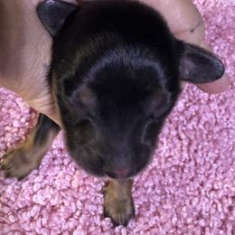 Summer - Black and tan female Dachshund puppy in Mayport, Pennsylvania from PA's Darling Doxies