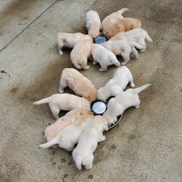 English Setter, Golden Retriever, and Gordon Setter Puppies from Katherine Lirette