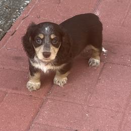 Dachshund Puppies from Irish Paws Dachshund Ranch 23 AKC Dachshunds