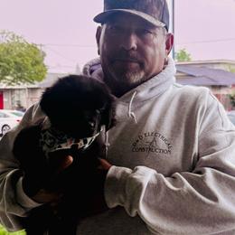 Voodoo - Black male Australian Shepherd puppy in Tucson, Arizona from TTTNT Aussies