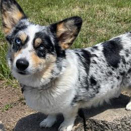 American Corgis and Pembroke Welsh Corgis from Roscoe Ranch Corgis