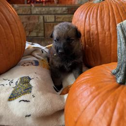 Yellow - Sable female German Shepherd puppy in Cody, Wyoming from Faoladh German Shepherds