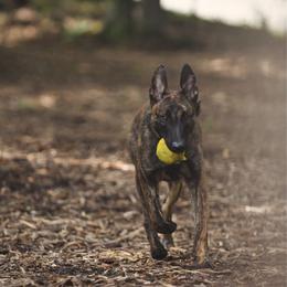 Rocket BRN Pedigreed - Gold brindle male Dutch Shepherd puppy in Auburn, Georgia from Faberge Hollandse Herdershond