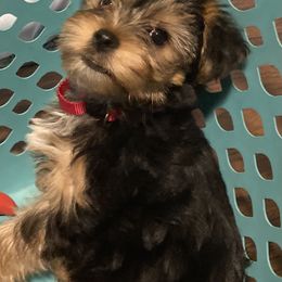 Assorted Doodle Crosses, Double Doodle, Maltipoo, Morkie, and Yorkipoo Puppies from Danza Bolo