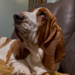 Alrik - Basset Hound