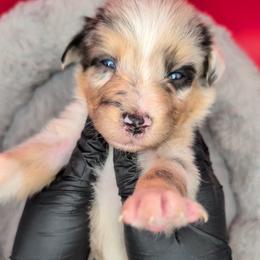 Jasmine3Girl1- BMF,LONG Tail,blue eyes likely, CHIC-OFA-DNA-AKC Titled Parents - Blue merle female Australian Shepherd puppy in South Hill, Virginia from Silverside Aussies LLC