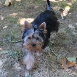 Penny - Blue and gold female Yorkshire Terrier puppy in Portland, Oregon from Bohemian Beauty Yorkshire Terrier