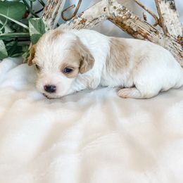 Bear - Blenheim male Cavapoo puppy in Marquand, Missouri from Perfectly Playful Doodles