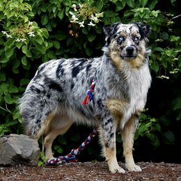 Australian Shepherds from Gearhart Aussies
