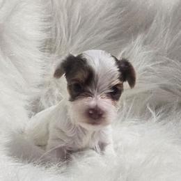 Jesse - Parti female Yorkshire Terrier puppy in Hamilton, Ohio from Purebred Yorkies of Ohio