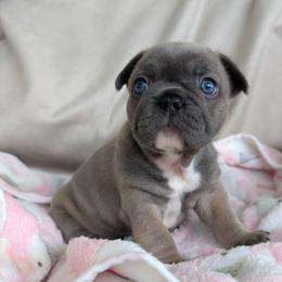 Lyra - Blue fawn female French Bulldog puppy in Fort Atkinson, Wisconsin from Bishop Bullyz
