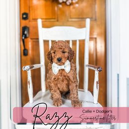 Raspberry - Red  male Goldendoodle puppy in Tacoma, Washington from Peninsula Doodles