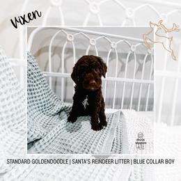 Vixon - Chocolate male Goldendoodle puppy in Montgomery, Texas from Dacus Doodles
