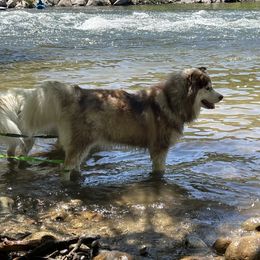Siberian Husky All Grown Up from Freedom Huskies