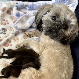 Shih Tzus from ShihTzu love
