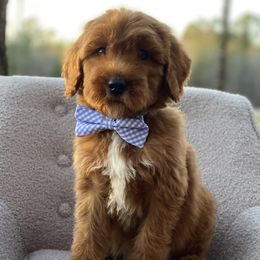 Goldendoodles from Jessica Bush