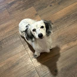 Idgie - Dachshund