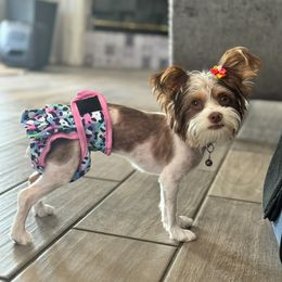 Fendi - Yorkshire Terrier