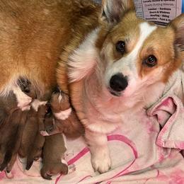 Dolly - Pembroke Welsh Corgi