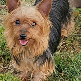 Julie - Yorkshire Terrier