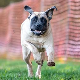 Mastiffs from Sanctuary Mastiffs