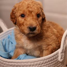 Black collar - Apricot male Goldendoodle puppy in Palmetto Bay, Florida from SOMIDOODLES