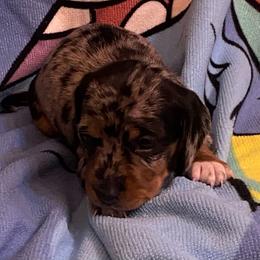 FRECKLES - Dapple female Dachshund puppy in Elizabethtown, Kentucky from Teeny Tiny Puppy Tails