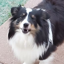 Zyla - Toy Shetland Sheepdog