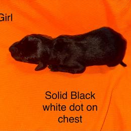 Girl 4 - Black female German Shorthaired Pointer puppy in Aitkin, Minnesota from Whispering’s GunDogs