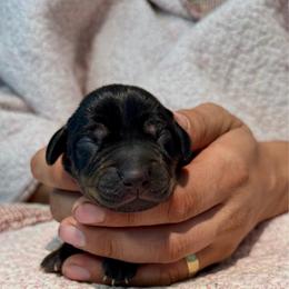 Cinnamon - Black female Catahoula Leopard Dog puppy in Danielsville, Georgia from Sheepcote Farm Catahoula’s
