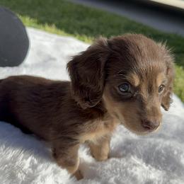 Dachshund Puppies from Dollhouse Doxies