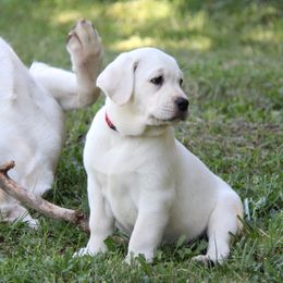 Labrador Retriever Puppies from Serenity Labradors