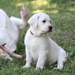 Labrador Retriever Puppies from Serenity Labradors