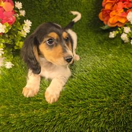 Tiramisu - Piebald female Dachshund puppy in Buckeye, Arizona from Duran Dachshunds