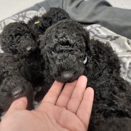 Poodle Puppies from Cummings Samantha