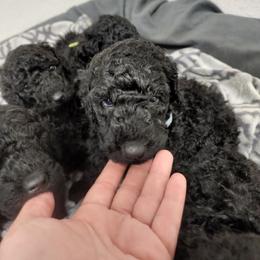 Poodle Puppies from Cummings Samantha