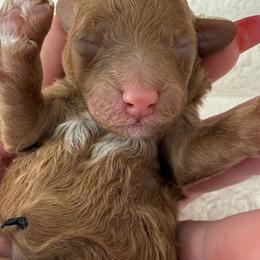 Blaze ( very tiny toy) - Red  male Poodle puppy in Fredericktown, Missouri from Doodle Pups Fur-Ever