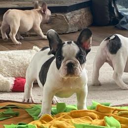 Duke - Brindle and white male French Bulldog puppy in Sidney Center, New York from iFrenchi