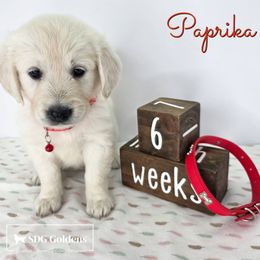 Paprika - Light golden female Golden Retriever puppy in Carthage, Missouri from SDG Goldens