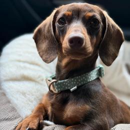 Wren - Dachshund