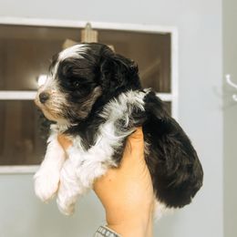 Prince - Parti male Miniature Schnauzer puppy in Cheney, Washington from Rolling Hills Schnauzers