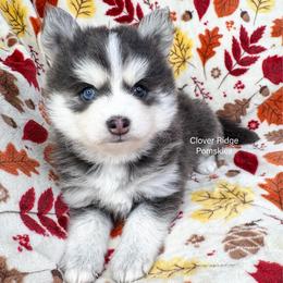 Encino - Blue male Pomsky puppy in Sheffield, Iowa from Clover Ridge Pomskies