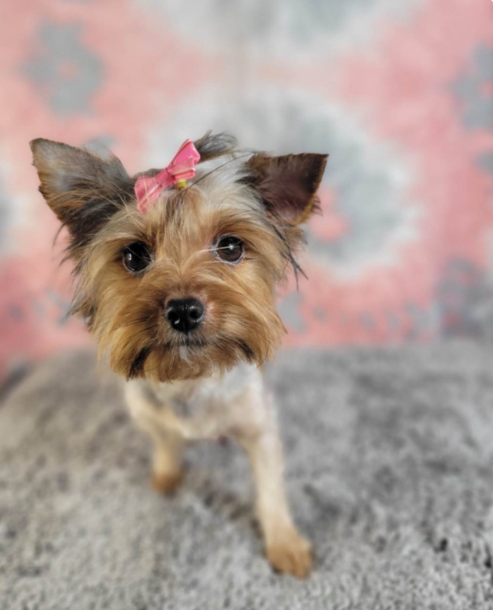 Honeybear - Yorkshire Terrier