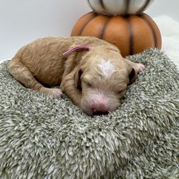 Lavender Girl - Red  female Goldendoodle puppy in Meridian, Mississippi from Smoodles