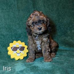 Iris - Brown and tan female Cockapoo puppy in Sunset, Louisiana from Cano Cockapoos
