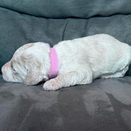 Pink collar - Cream female Poodle puppy in Fruita, Colorado from Switzer Poodles