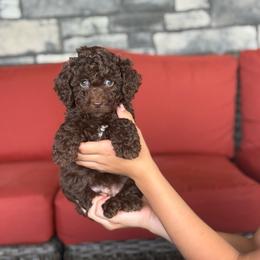 Reese - Brown female Double Doodle puppy in Millersburg, Ohio from T Sanctum