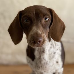 Hazel - Dachshund
