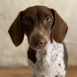 Hazel - Dachshund