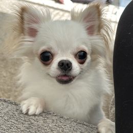 Snuggles - Chihuahua